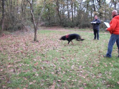 Des monts du lac - QUALIFICATION CHIEN DE SAUVETAGE