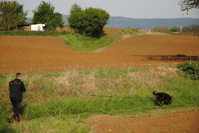 Des monts du lac - Alien Chien de Sauvetage