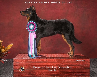 Des monts du lac - Meilleurs Puppys exposition Canada !