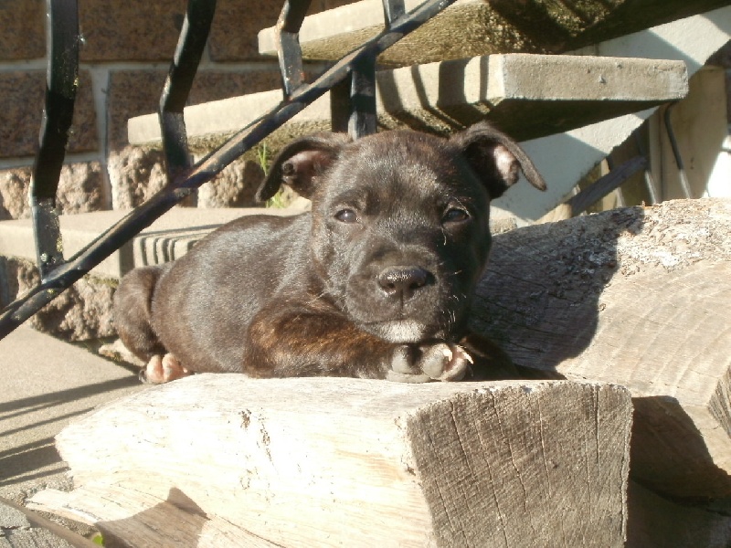 De l'eden for ever - Staffordshire Bull Terrier - Portée née le 03/08/2013