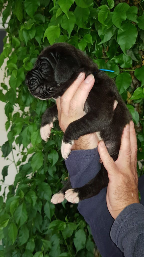 Chiot Dogue allemand du Temple Sacré d'héloïse