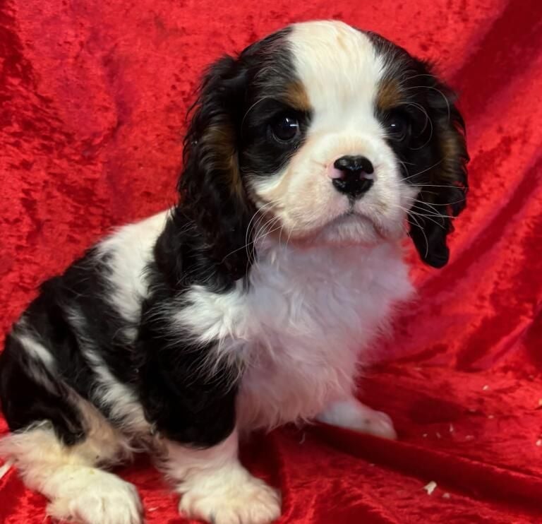 de la colline au noir desir - Chiots disponibles - Cavalier King Charles Spaniel