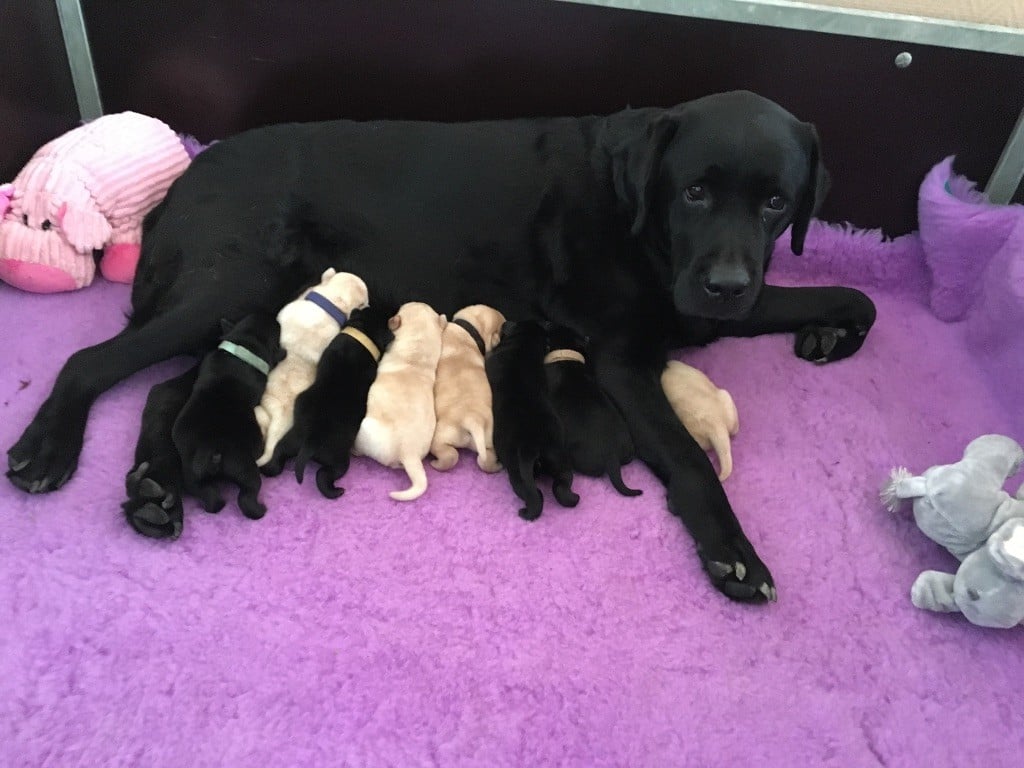 of the Ocean's Smile - Labrador Retriever - Portée née le 14/10/2017