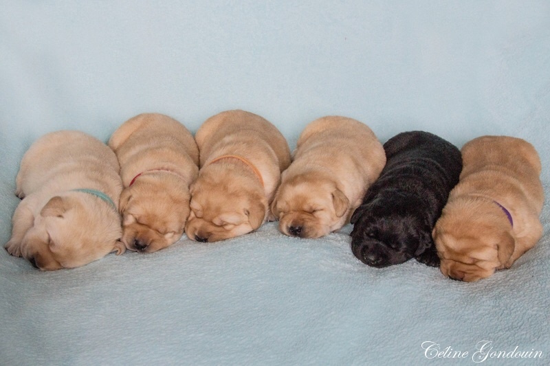 of the Ocean's Smile - Labrador Retriever - Portée née le 02/05/2016