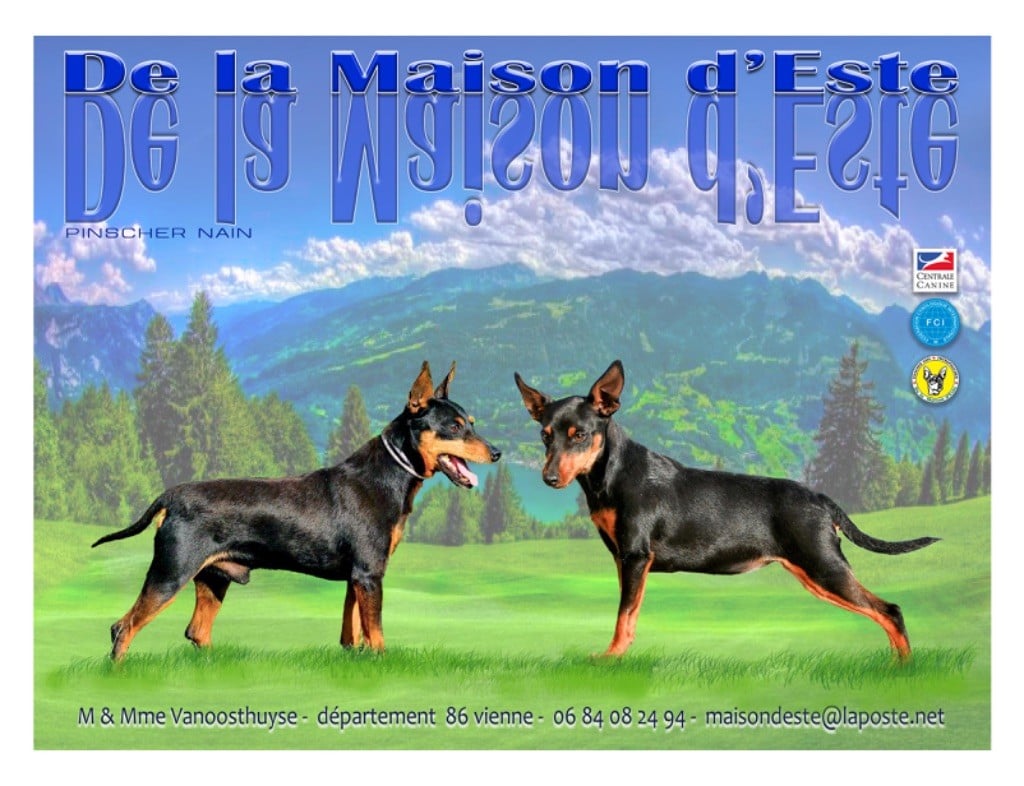 Chiot Pinscher nain De la Maison d'Este