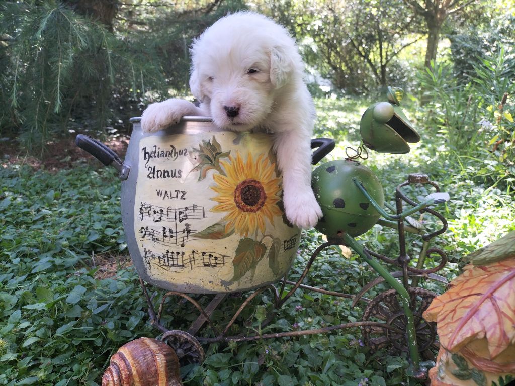 Chiot Bobtail Stairway to Heaven