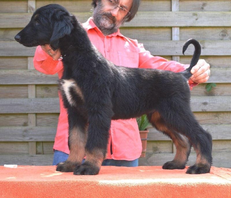 Khasbek - Chiots disponibles - Levrier afghan