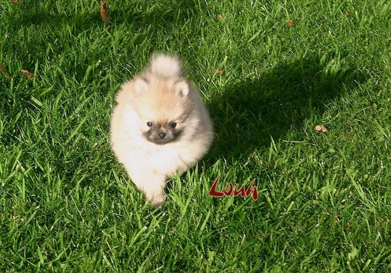 de Xadelflor - Chiots disponibles - Spitz allemand