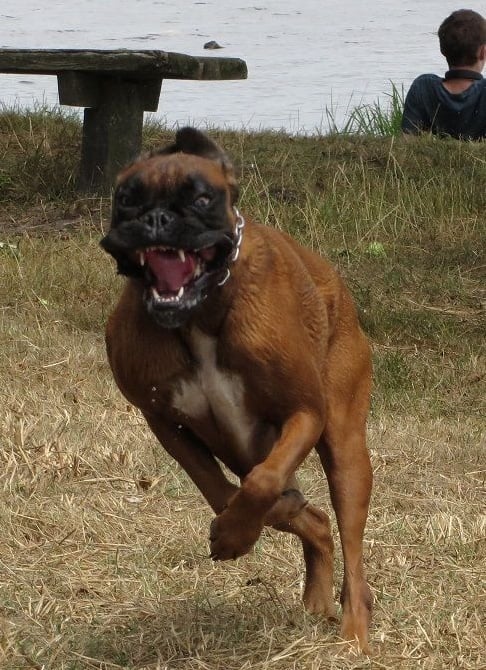 des Sources du Fond de Laye - BOXER EN ACTION