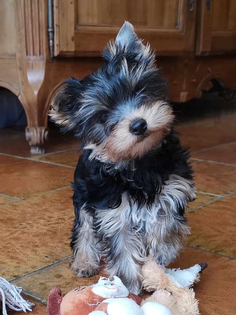 de Quokelunde - Yorkshire Terrier - Portée née le 26/10/2021