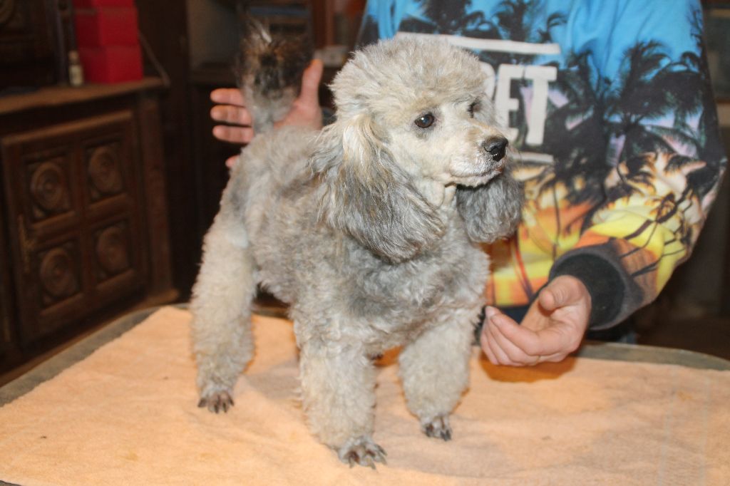 Femelle caniche à placer pour retraite