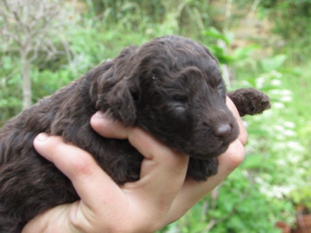 Lou Pantaï - Chiots disponibles - Caniche