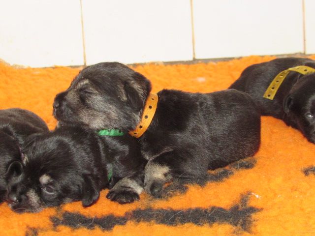 Lou Pantaï - Chiots disponibles - Schnauzer miniature