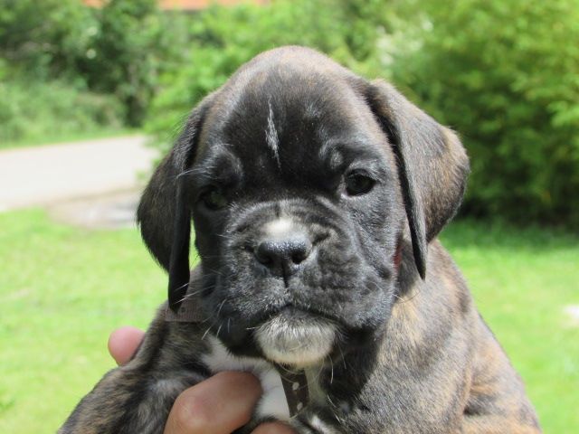 Lou Pantaï - Chiots disponibles - Boxer