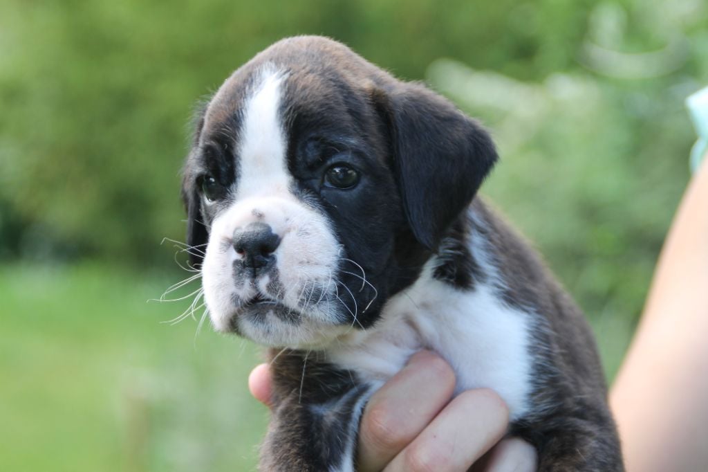 Lou Pantaï - Chiots disponibles - Boxer