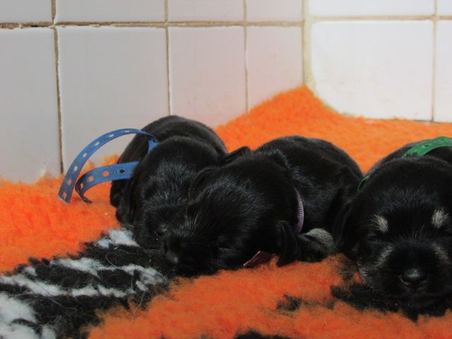 Lou Pantaï - Chiots disponibles - Schnauzer miniature