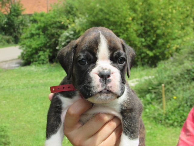 Lou Pantaï - Chiots disponibles - Boxer