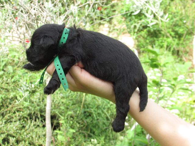 Lou Pantaï - Chiots disponibles - Schnauzer miniature