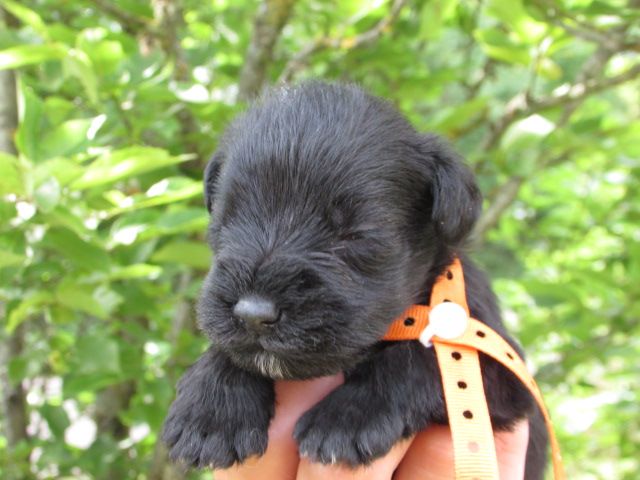 Lou Pantaï - Chiots disponibles - Schnauzer miniature