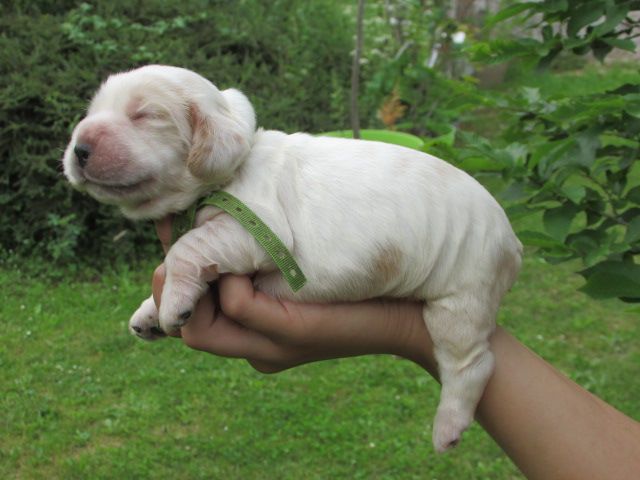 Lou Pantaï - Chiots disponibles - Cocker Spaniel Anglais