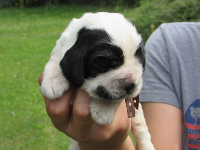 Lou Pantaï - Chiots disponibles - Cocker Spaniel Anglais