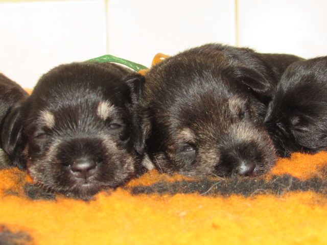 Lou Pantaï - Chiots disponibles - Schnauzer miniature