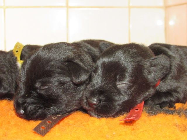 Lou Pantaï - Chiots disponibles - Schnauzer miniature