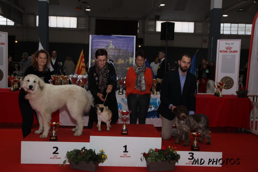 de la Vallée du Girou - Ouzous de la Vallée du Girou sur le podium du Best in Show baby