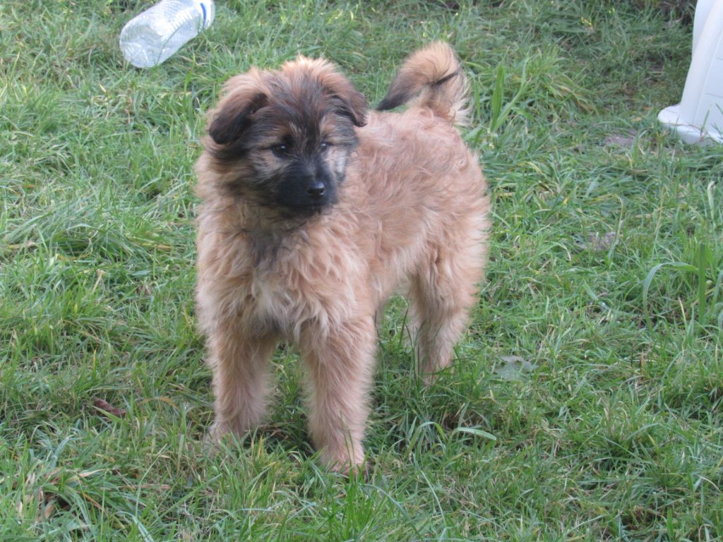 des Malicieux Germéco - tous les chiots de joucla sont vendus