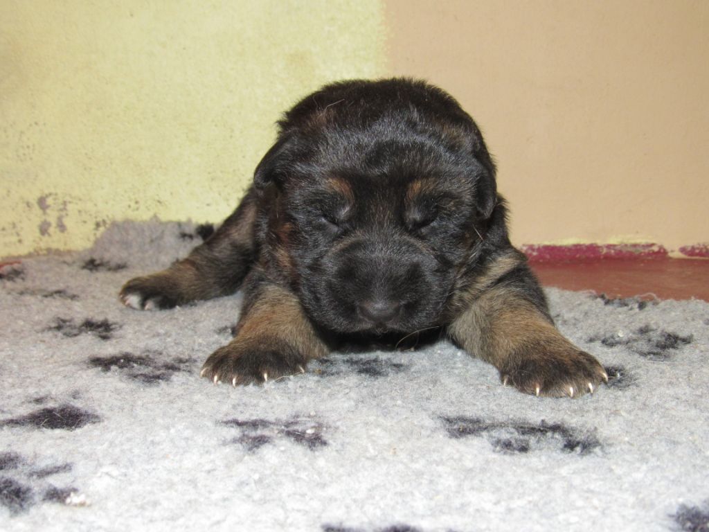 des Malicieux Germéco - chiots de burkina