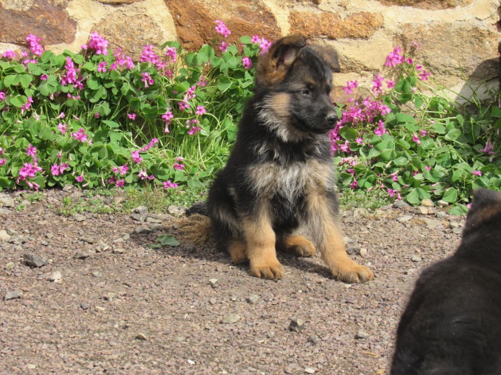 des Malicieux Germéco - CHIOT OTTAWA