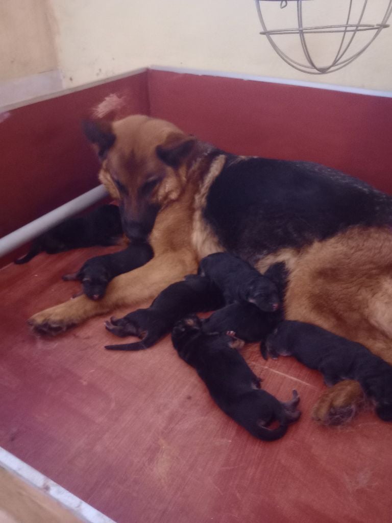 Chiot Berger Allemand des Malicieux Germéco