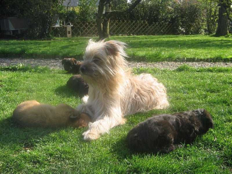 Chiot Berger des Pyrenees à poil long des Malicieux Germéco