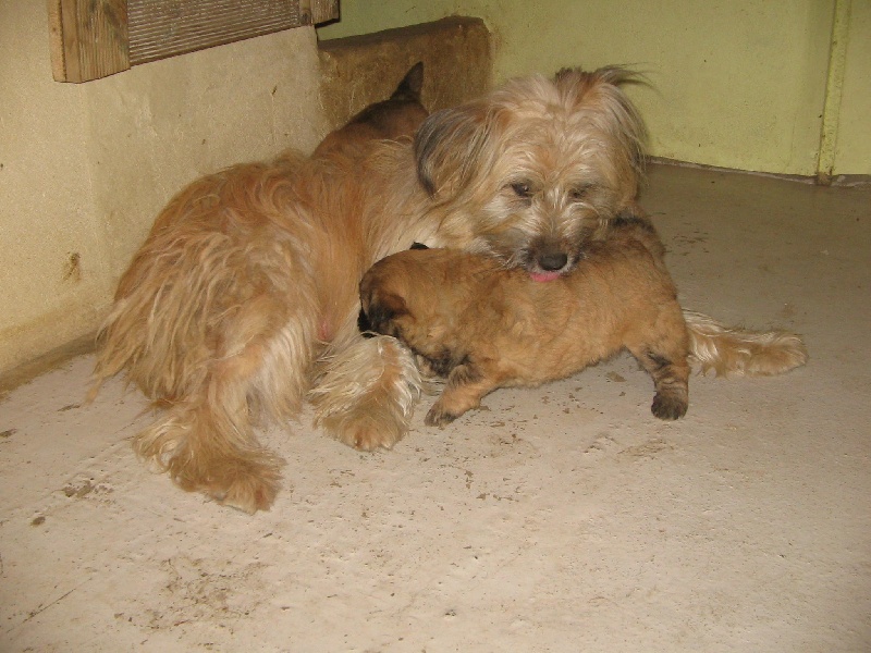 Chiot Berger des Pyrenees à poil long des Malicieux Germéco