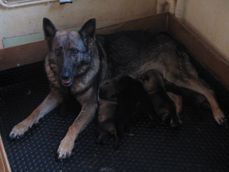 Chiot Berger Allemand des Malicieux Germéco