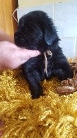 CHIOT femelle  noire cordon marron