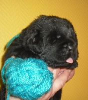 CHIOT cordon turquoise