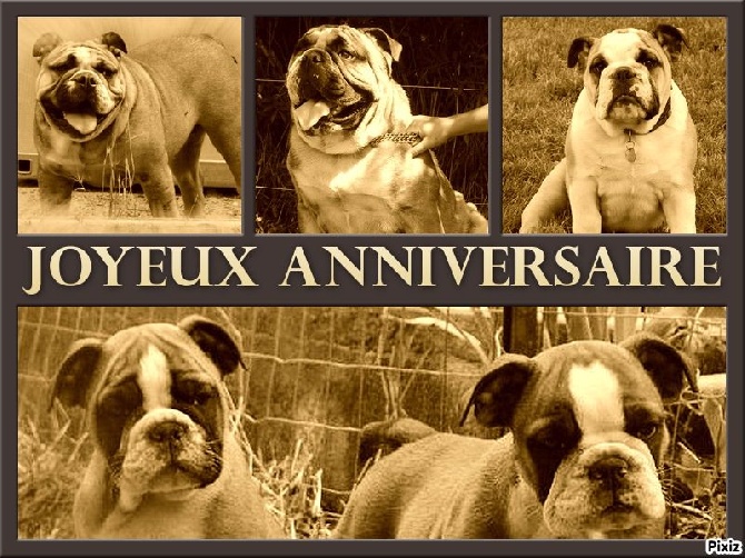 du clan des petits molosses - Joyeux anniversaire !