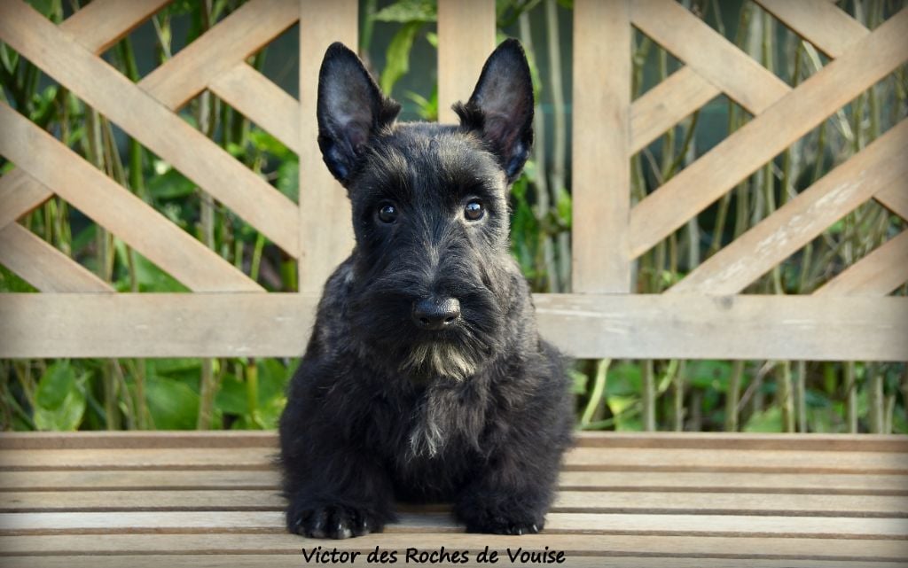 Des roches de vouise - Chiots disponibles - Scottish Terrier