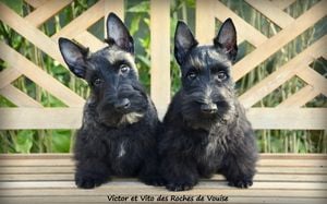 Chiot Scottish Terrier Des roches de vouise