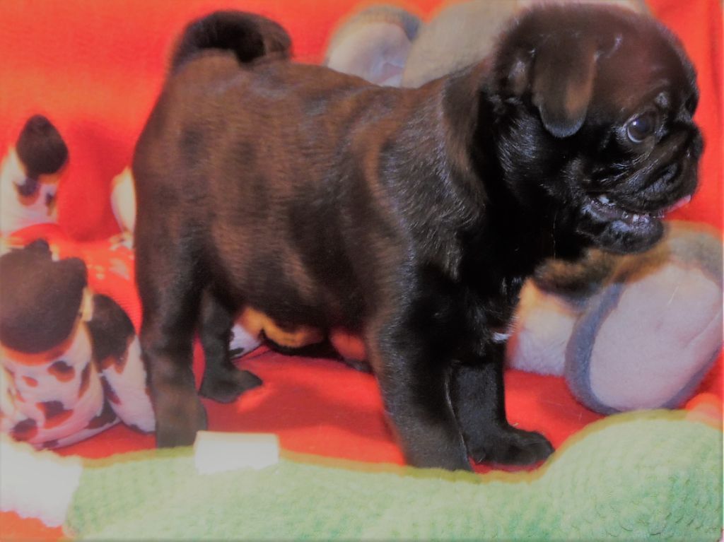 du Mas Black Jack for Ever - Chiots disponibles - Carlin