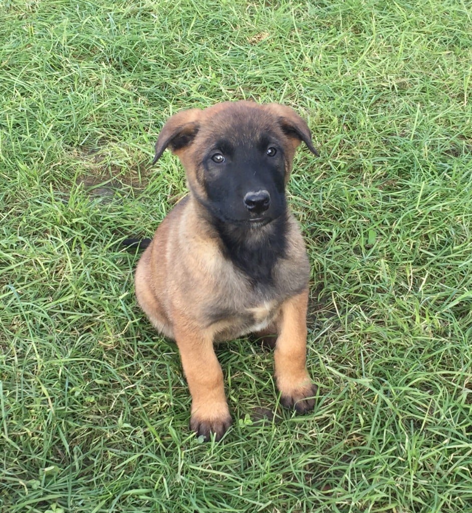 des crocs sentinelles - Chiots disponibles - Berger Belge