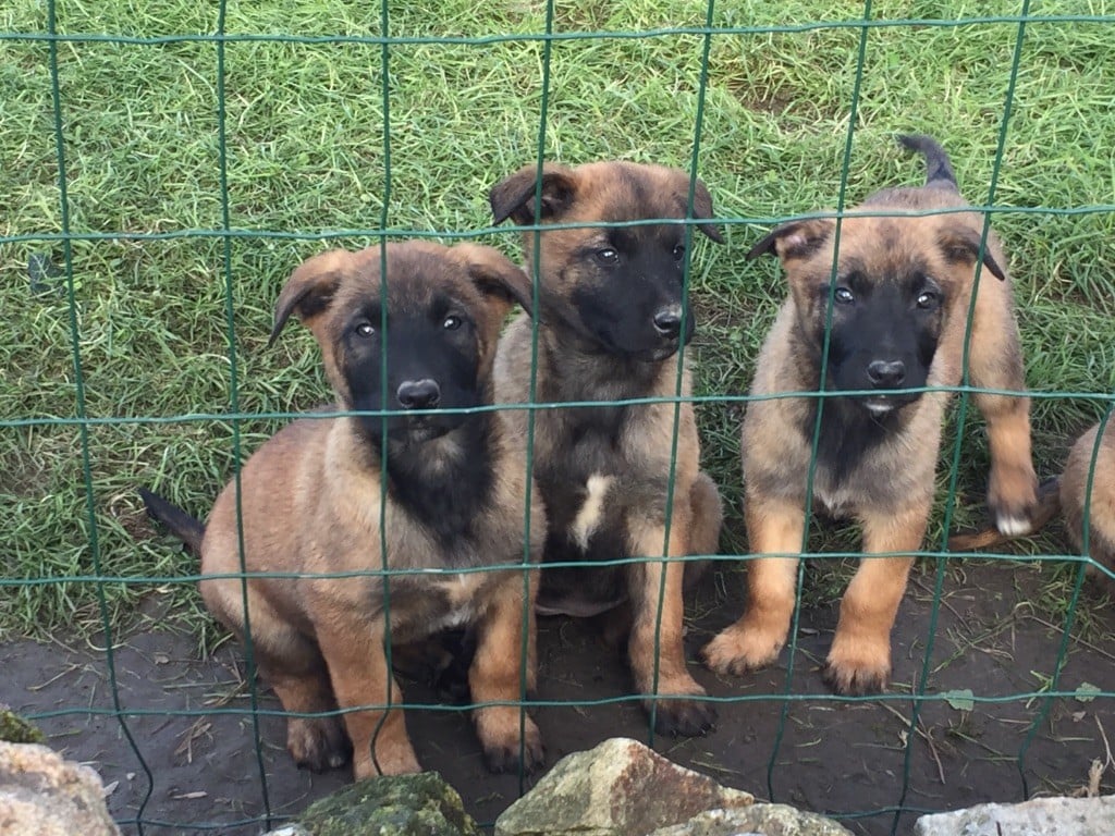 des crocs sentinelles - Chiots disponibles - Berger Belge