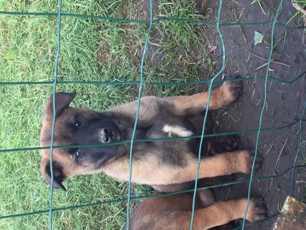 des crocs sentinelles - Chiots disponibles - Berger Belge