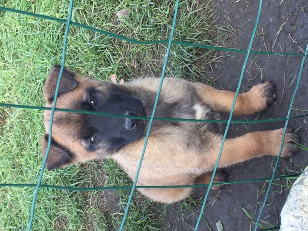 des crocs sentinelles - Chiots disponibles - Berger Belge