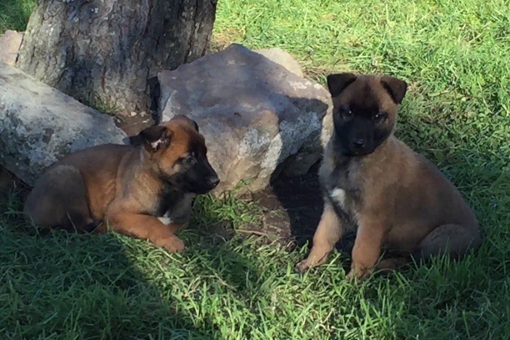 Chiot Berger Belge des crocs sentinelles