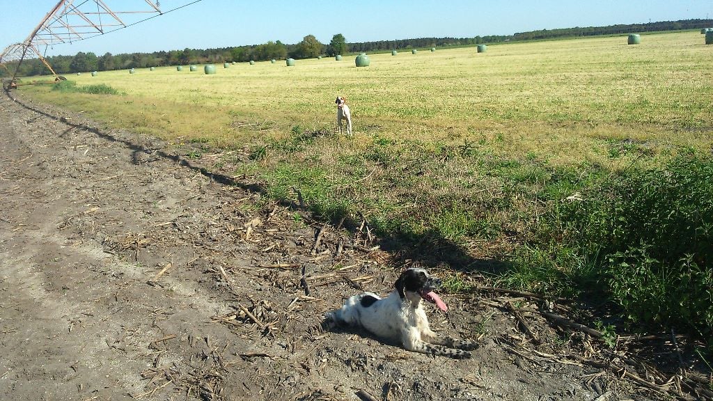 des Rives de Saint Brice - travail du patron pointres setters