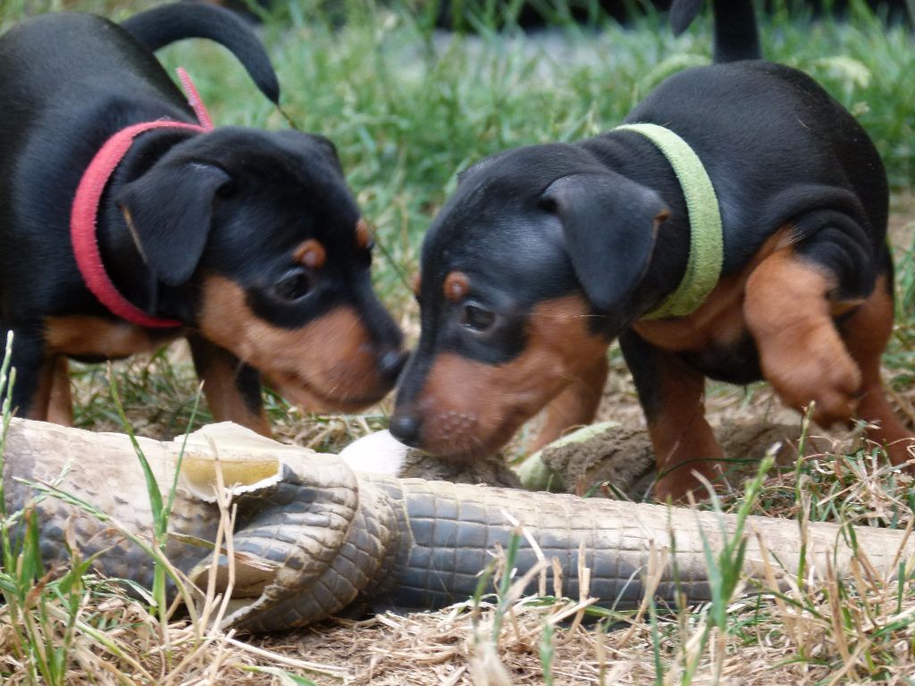 de l'Amasiah - Pinscher nain - Portée née le 31/05/2017