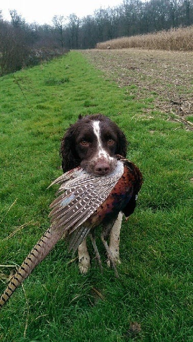 journée de chasse en Sologne Bourbonnaise