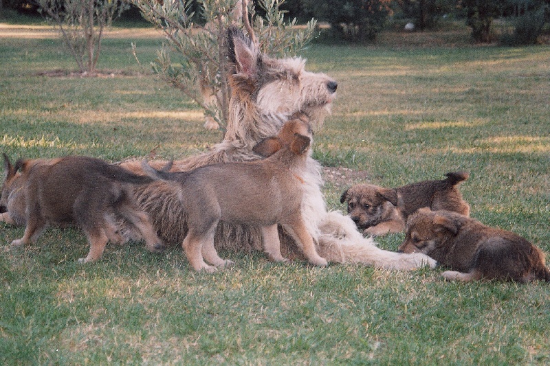 Chiot Berger de Picardie du Haut de l'Hermitage